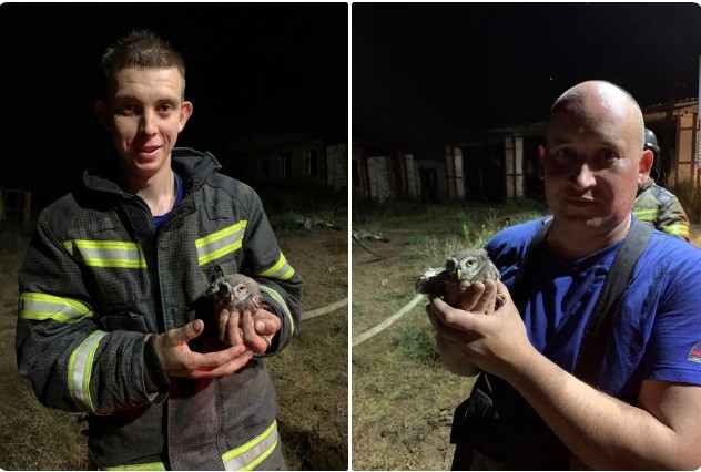 Астраханские пожарные спасли краснокнижную птицу из горящего здания