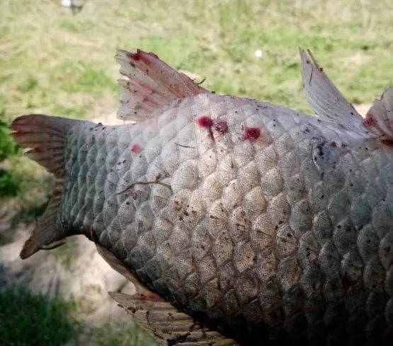 Астраханский рыбак поделился фотографией страшного улова, от которого ему стало не по себе