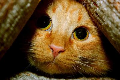 Судебные приставы арестовали у астраханца за долги кота Рыжика