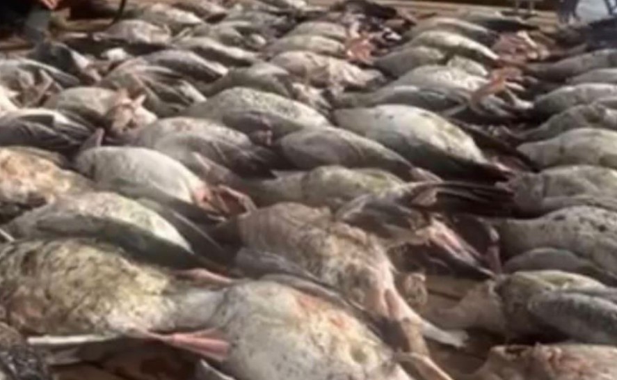 Массовое убийство гусей в Астраханской области оценили в 6 тысяч рублей