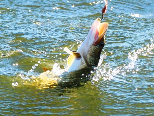 Ростуризм отдал Астрахани первое место в списке городов для рыбалки