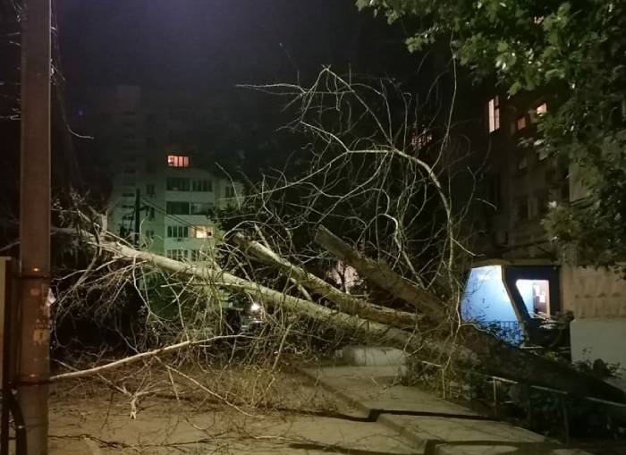 В Астрахани на Бабаевского упало дерево