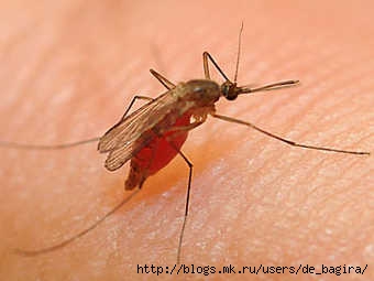 Пятеро астраханцев заразились лихорадкой Западного Нила