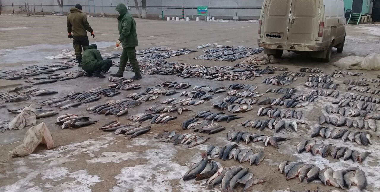 У астраханца изъяли почти тонну щуки 
