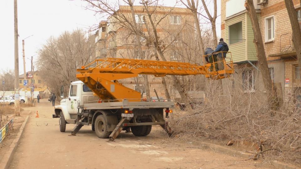 Астраханцы удивились реакции врио губернатора на просьбу спилить аварийные деревья