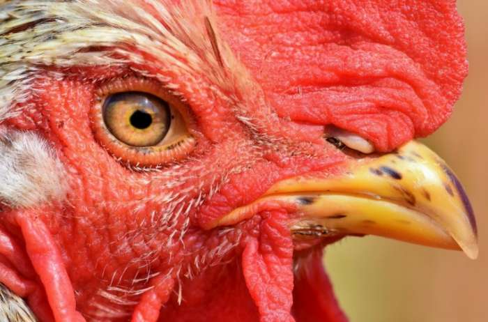 Роспотребнадзор: новый тип вируса птичьего гриппа, возможно, будет передаваться от человека к человеку