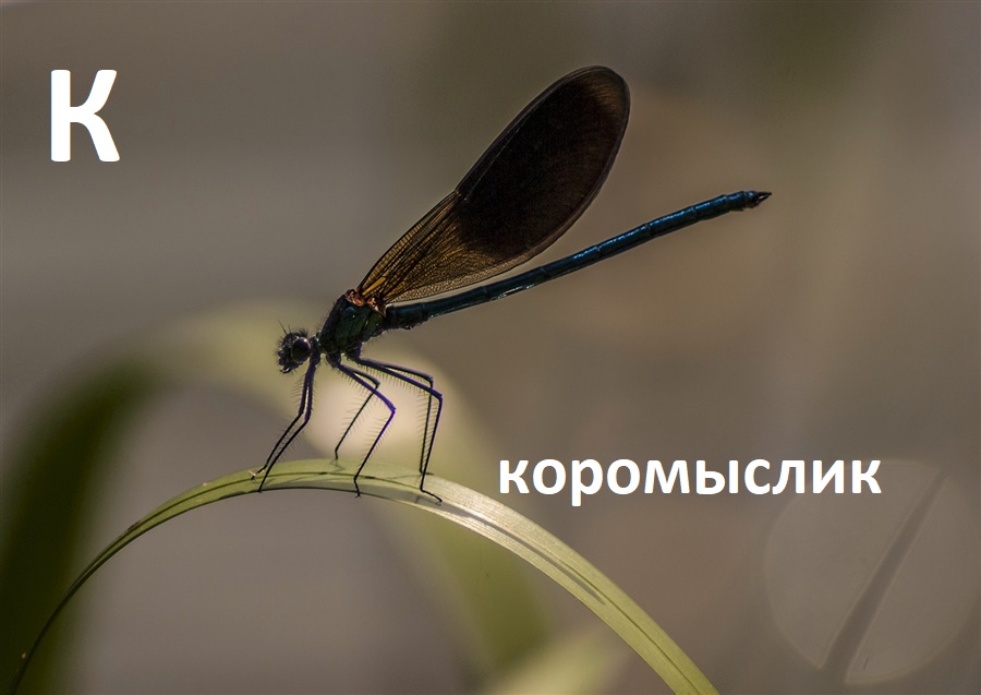 Жидрик и закиднушка: а вы знаете значения астраханских словечек?