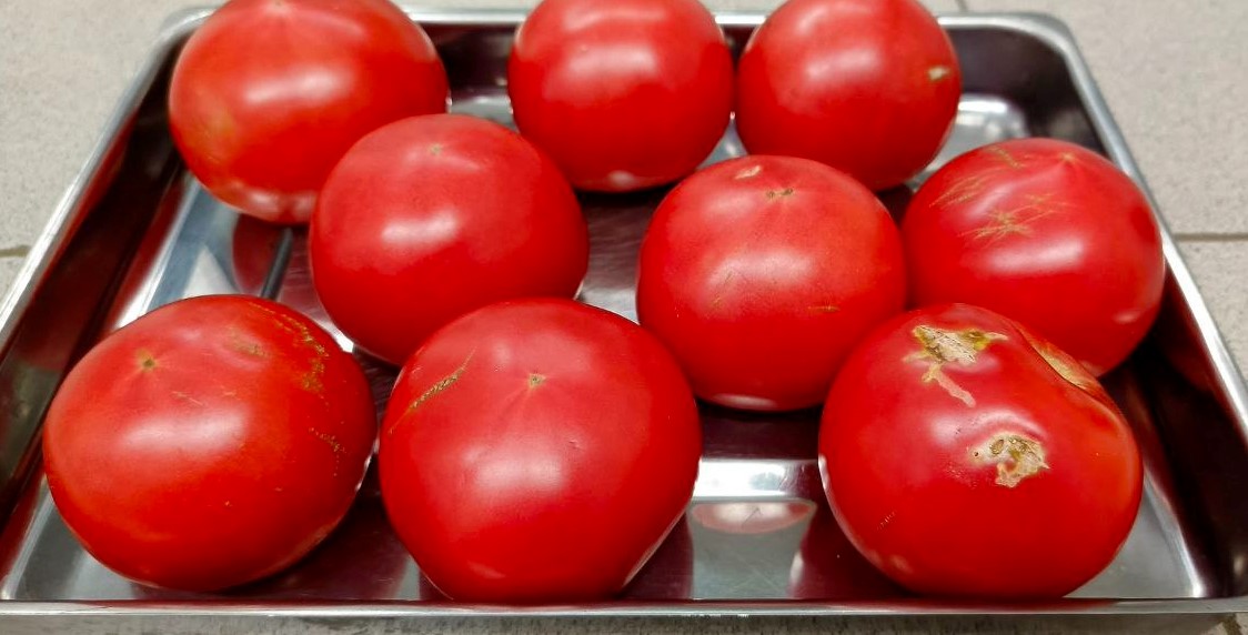 Опасных вредителей обнаружили в импортных томатах астраханские специалисты