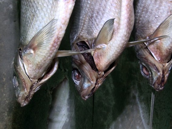 60 тонн рыбы обнаружили в очередном подпольном цеху под Астраханью