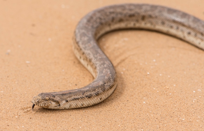 Записки астраханского натуралиста. Песчаный удавчик