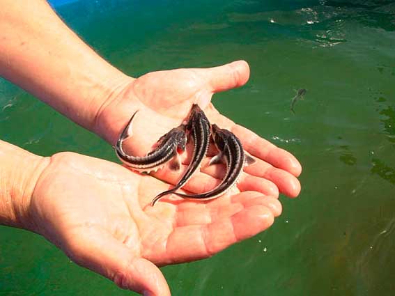  Астраханские рыбоводы выпустят 27 млн штук молоди осетровых 