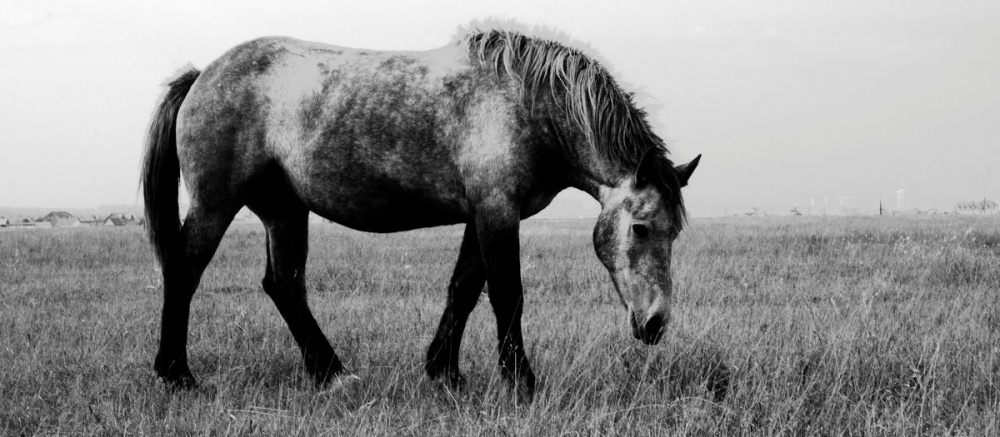 Любвеобильный жеребец подвел астраханца под суд