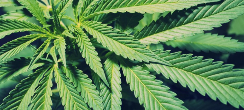 Росгвардейцы задержали астраханца с ведром марихуаны