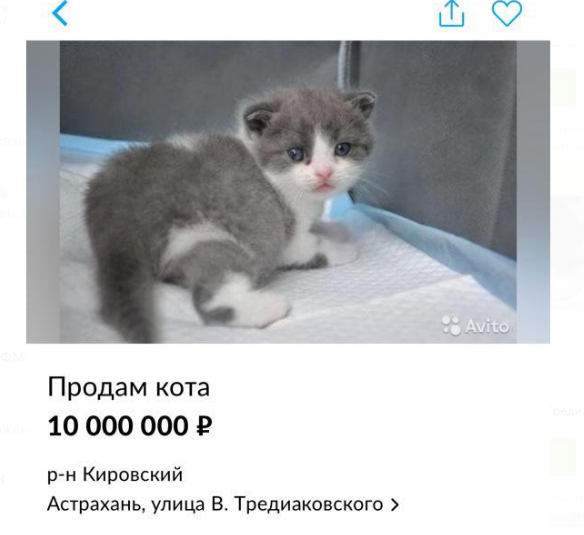 Астраханец продаёт в Интернете кота за 10 миллионов