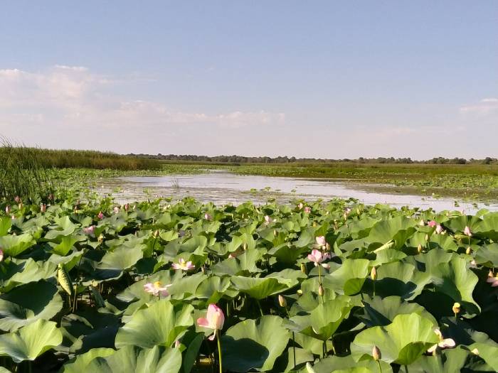 Ученые встревожены: в Астраханской области резко сократились плантации лотоса