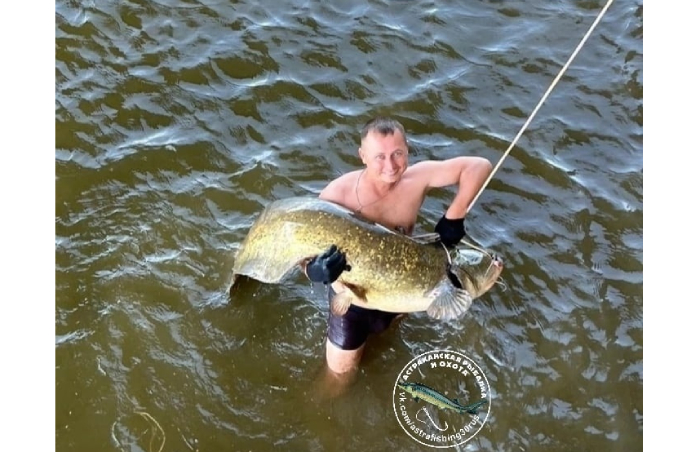 Сома-гиганта поймали под Новым мостом в Астрахани
