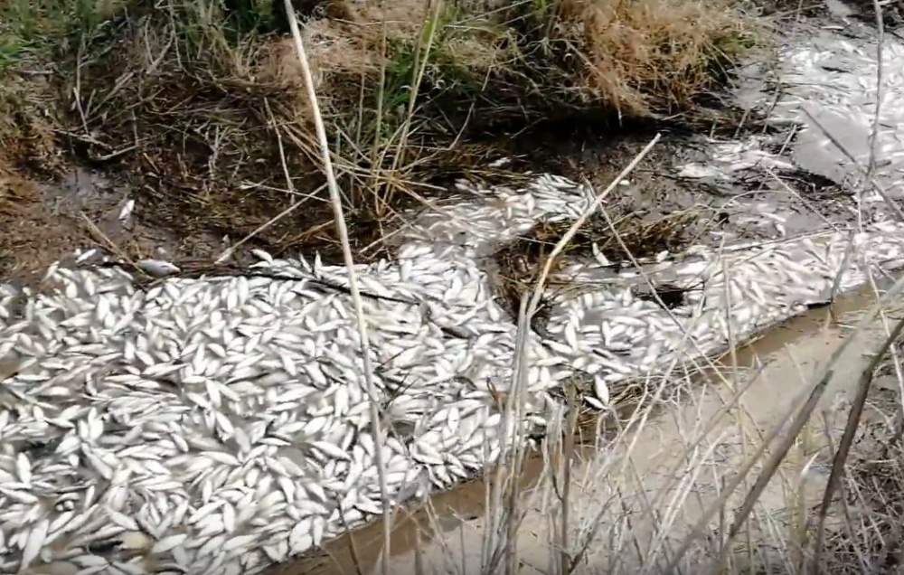 На одном из астраханских ериков погубили много рыбы