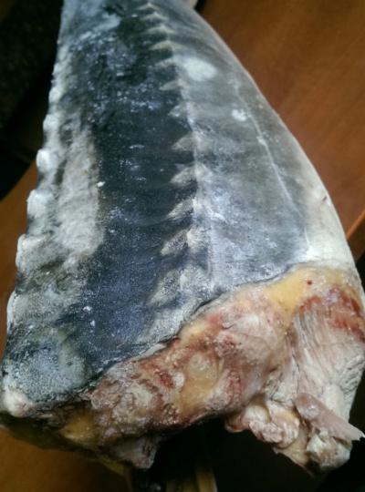 У астраханки изъяли 20 килограммов браконьерского осетра