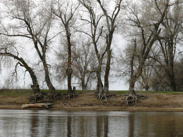 Астраханцам ограничили походы в лес