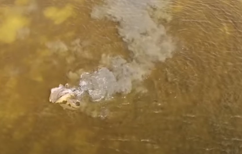 Массовый нерест огромных морских сазанов под Астраханью сняли на видео