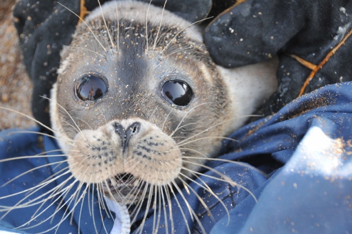 Ученые обнаружили в Астраханской области единственную залёжку каспийского тюленя
