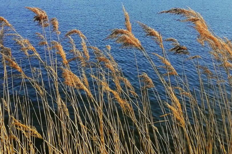 Отдых на берегу реки в Астраханской области обернулся для женщины страшной находкой
