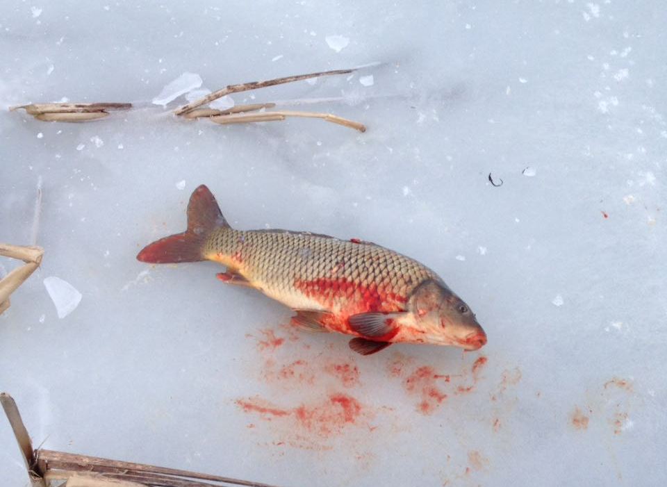 В Астраханской области у браконьеров изъяли 350 килограммов рыбы