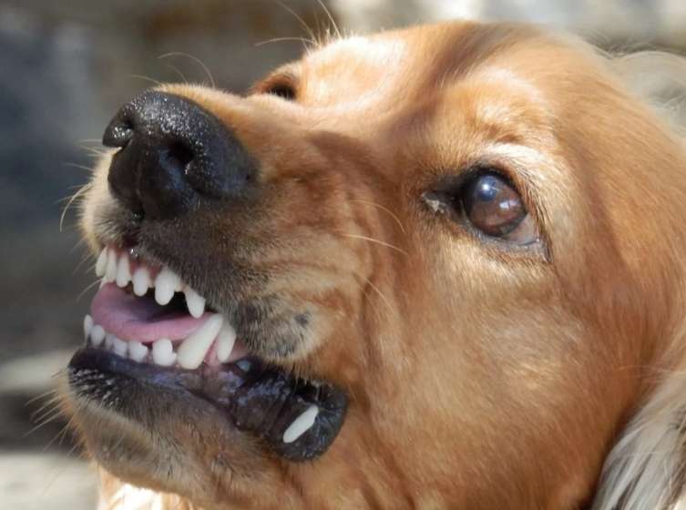 Астраханские парламентарии предлагают усыплять агрессивных собак