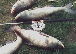 Три пойманных толстолобика стоили астраханцу лодки