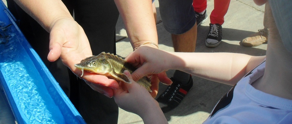 Юные астраханцы выпустят в Волгу 500 осетрят