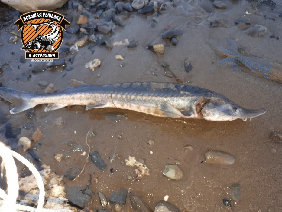Астраханец обнаружил у старого моста царскую рыбу