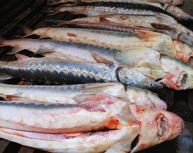 Из Казахстана в Астрахань ехали 30 килограмм осетрины