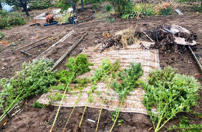 На юге Астраханской области обнаружили наркоплантацию
