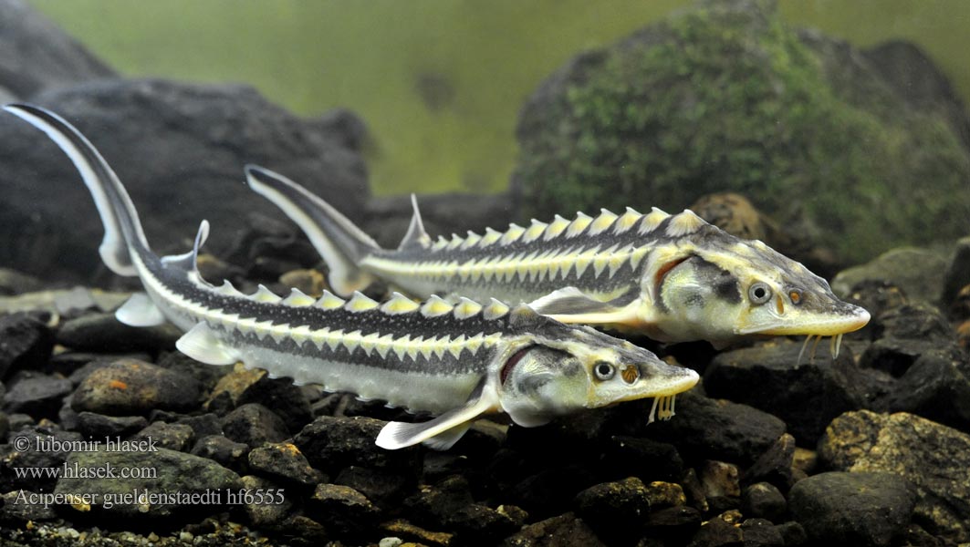 Астраханские погранцы задержали 2 браконьеров с осетрами на сто тысяч