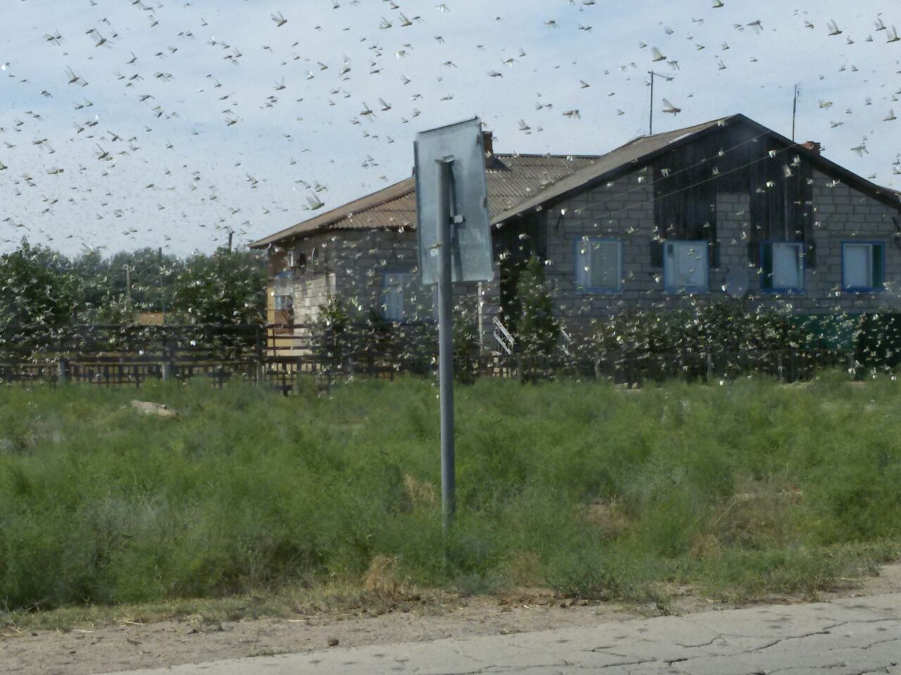 Фото дня: дождь из саранчи