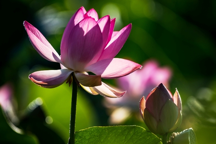 Пермякам в качестве альтернативы Вьетнаму и Египту предлагают тур в Астраханскую область