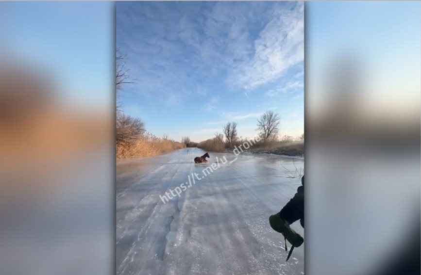 Рыбаки показали, как спасали лошадь в Астраханской области