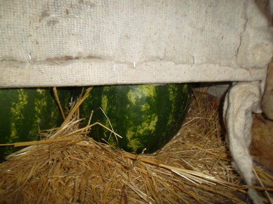 С астраханскими арбузами в Омск чуть не проникли опасные паразиты