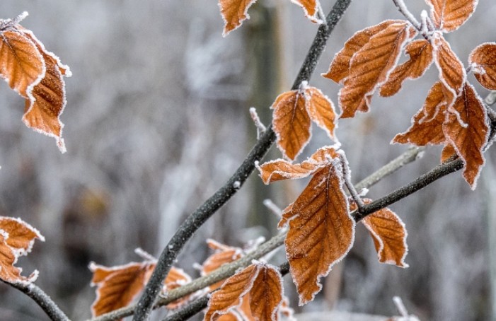 Хватит ностальгии о лете: завтра в Астраханской области вновь будут заморозки