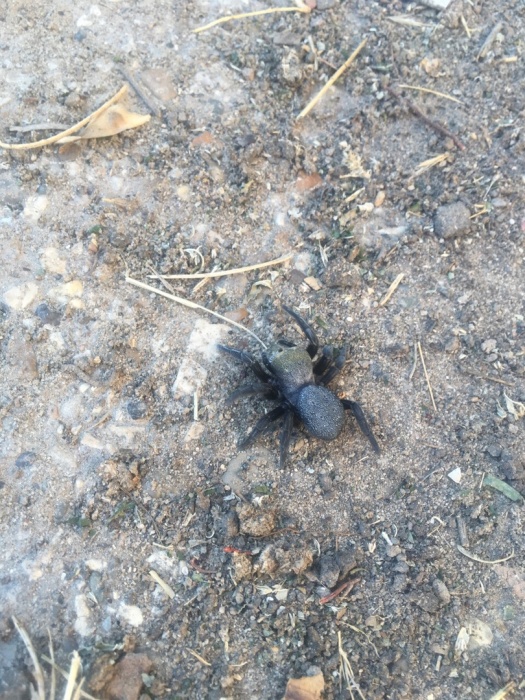 Астраханцу предложили сжечь место со страшным пауком