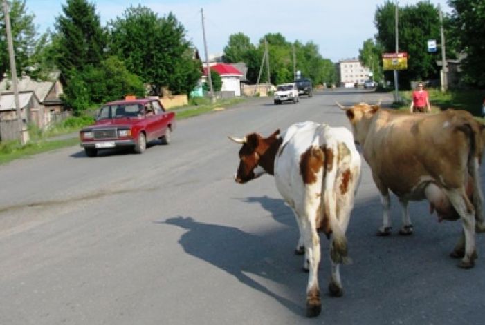 Добродились: в сельских районах Астраханской области решили всерьез взяться за беспризорный скот