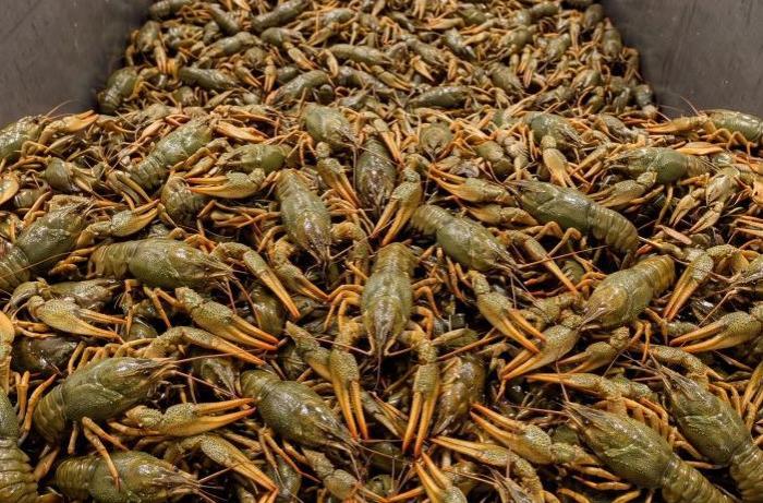 Полтонны раков довели двоих астраханцев до скамьи подсудимых