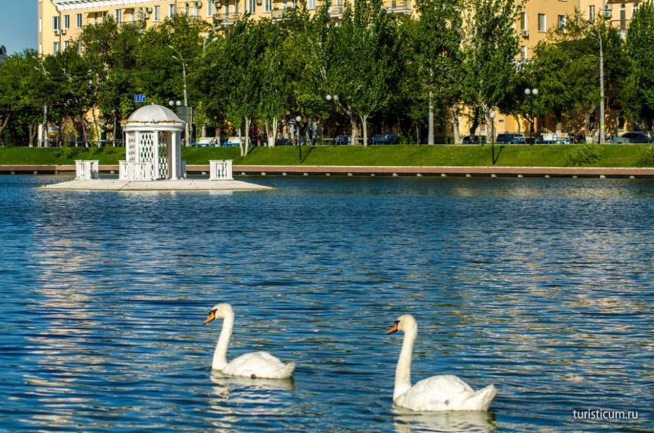 Сегодня ночью в Лебединое озеро Астрахани выпустили дельфинов