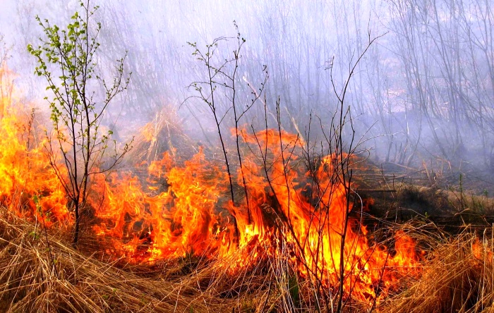 МЧС предупреждает: на юге Астраханской области сохраняется пожароопасность 5-го класса