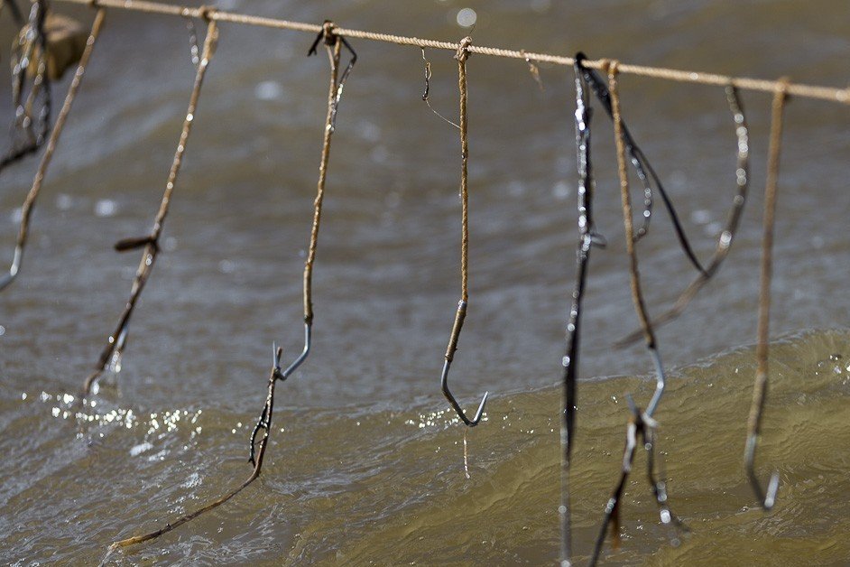 Под Астраханью браконьеры при помощи самоловных снастей ловили рыбу, занесенную в Красную книгу