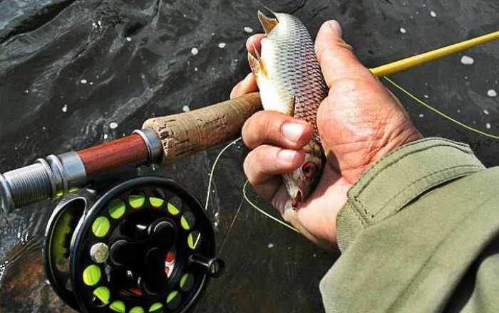 Все-таки запрет: министерский приказ о ловле воблы в Астраханской области имел радикальный вариант 