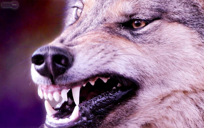 Страшный зверь повадился грызть собак на окраине Астрахани