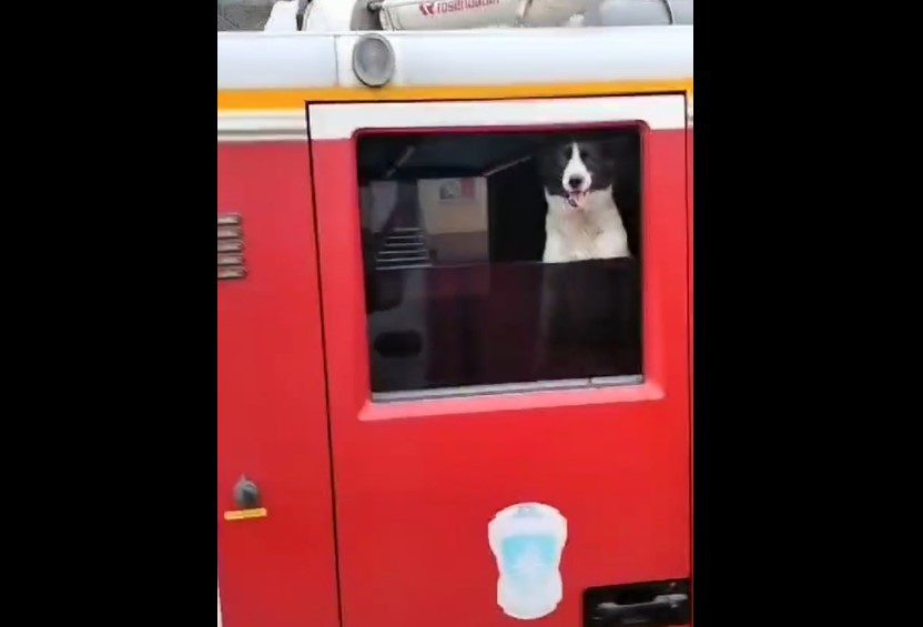 Собака-предсказатель завелась в астраханском МЧС