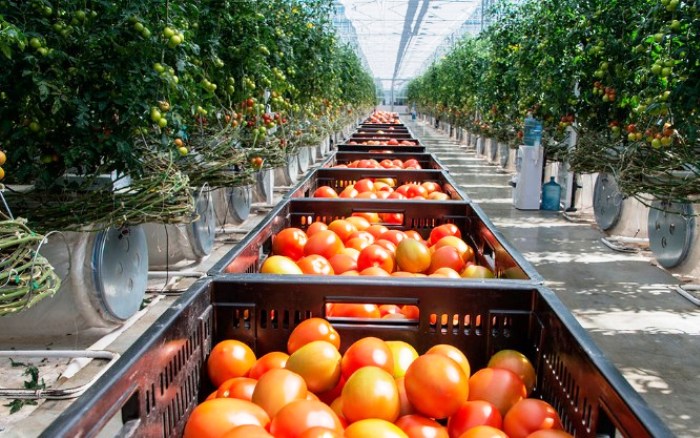 В Астраханской области уже собрали более 400 тонн «кедровых» овощей