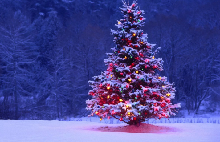 Опрос: где поставить главную городскую новогоднюю ёлку?